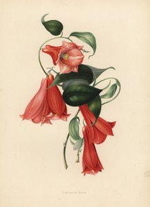 Campanilla chilena o copihue, Lapageria rosea